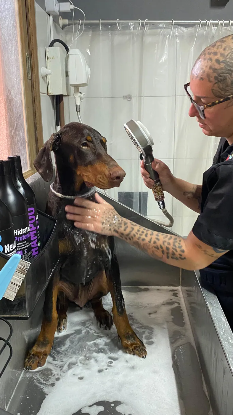 Cão sendo atendido no banho e tosa da Chita Bakana