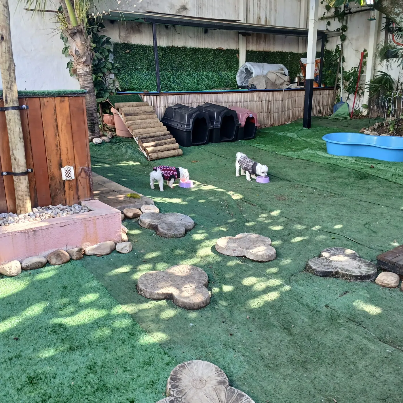 Cães no espaço da creche canina da Chita Bakana