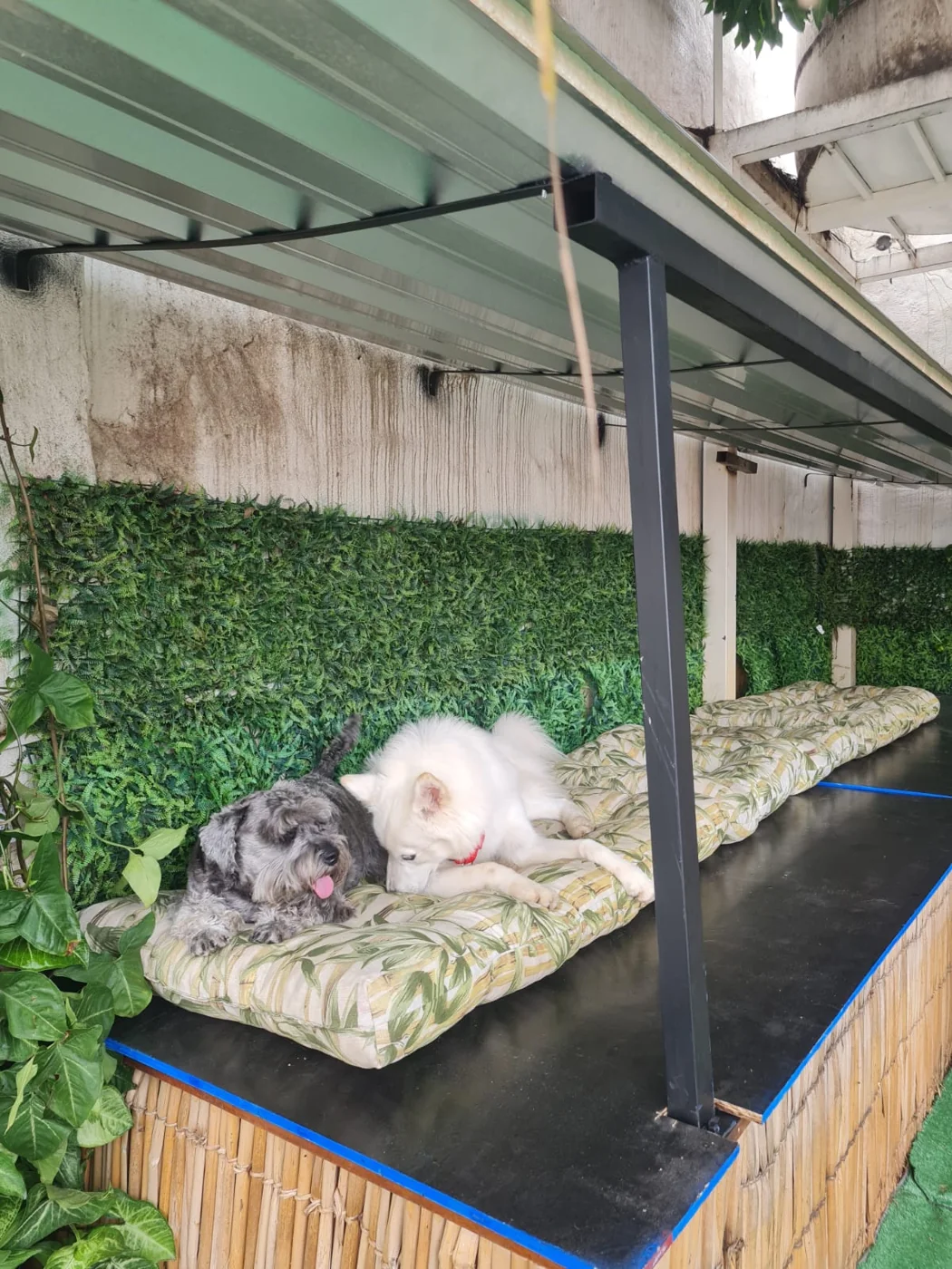 Cães descansando no espaço de hospedagem da Chita Bakana