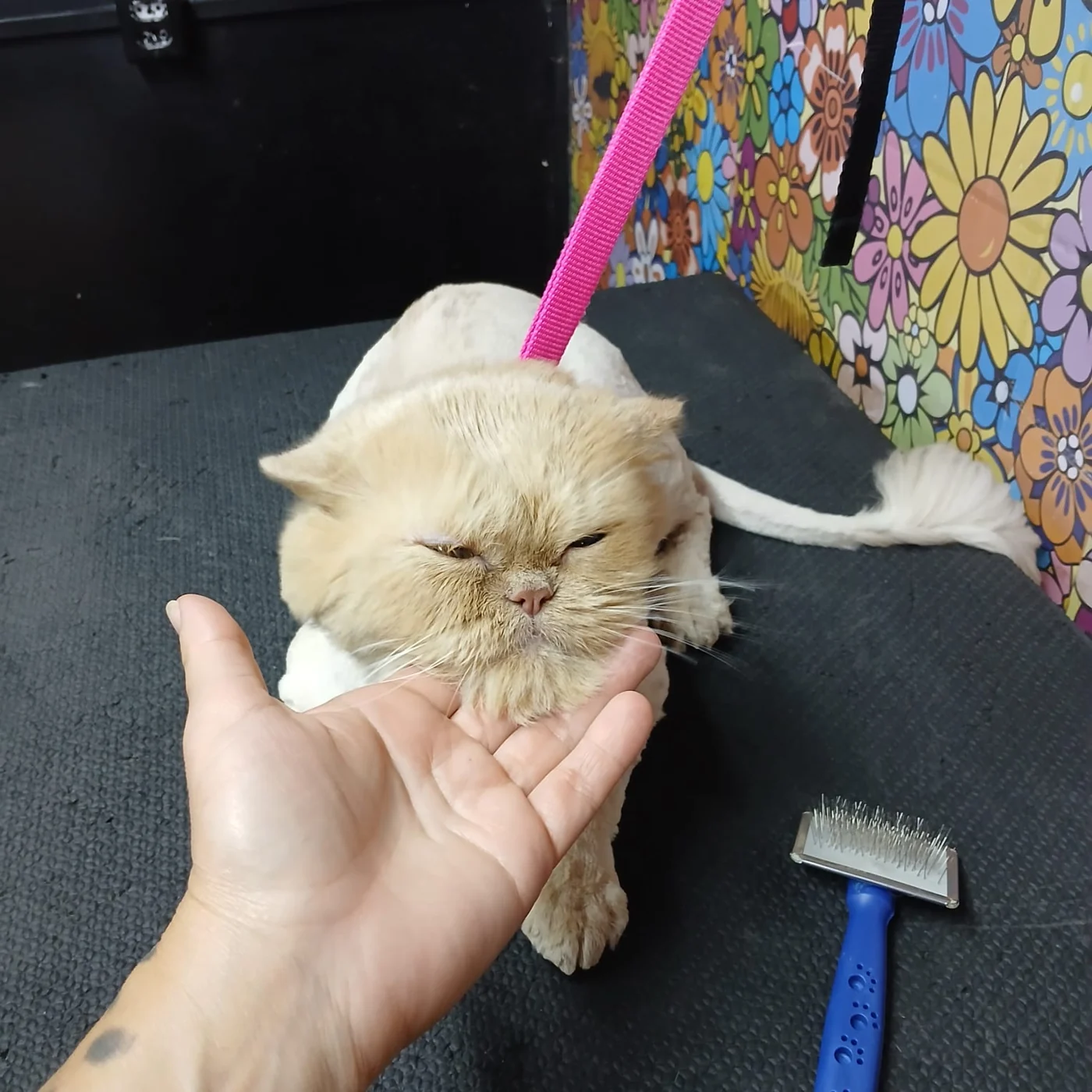 Gato durante atendimento na Chita Bakana